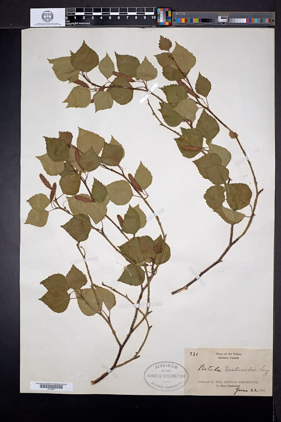 Betula eastwoodiae image