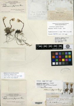 Image of Antennaria pygmaea