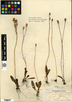 Image of Dodecatheon viscidum
