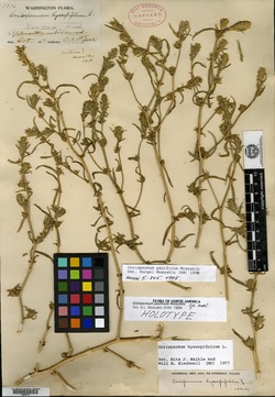 Image of Corispermum pacificum