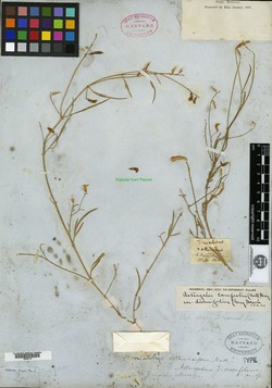 Homalobus orthocarpus image