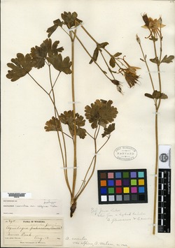 Aquilegia coerulea var. alpina image