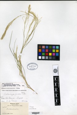 Image of Muhlenbergia flavida