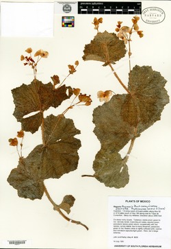 Begonia tlapensis image