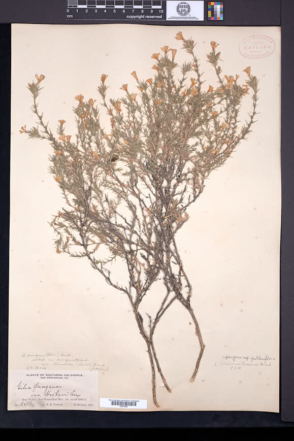 Linanthus pungens var. pulchriflorus image