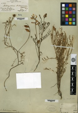 Image of Astragalus antoninus
