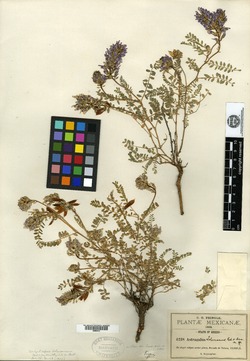 Astragalus tolucanus image