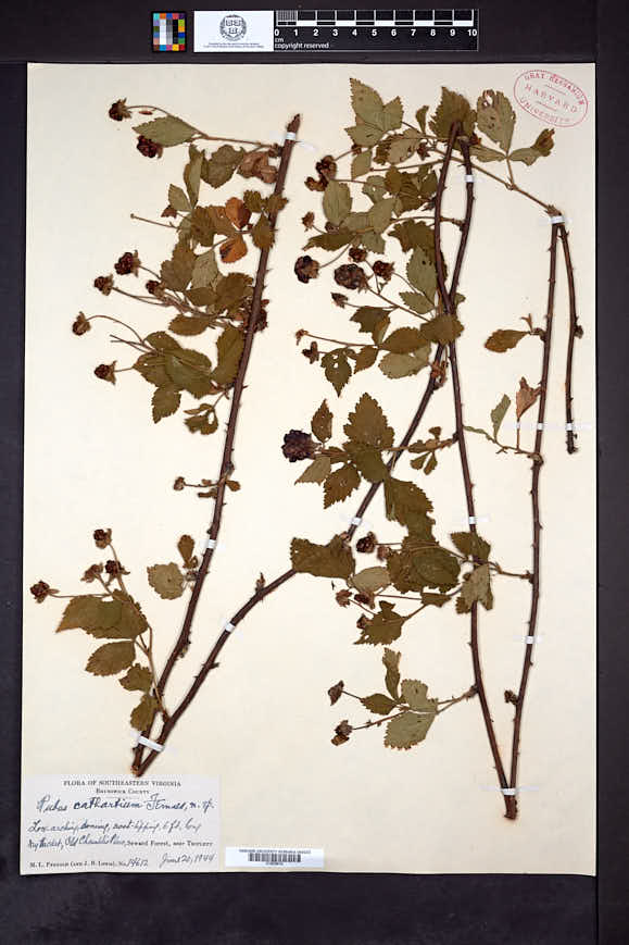 Rubus cathartium image