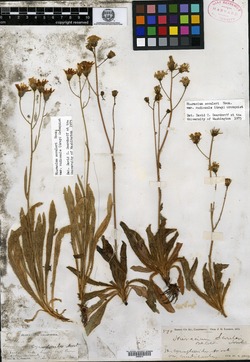 Hieracium cynoglossoides image