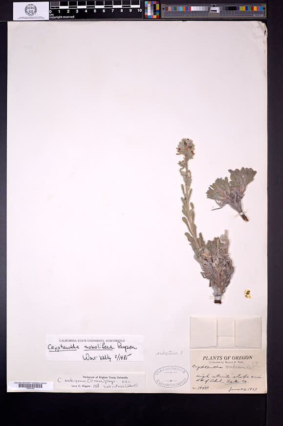 Oreocarya sobolifera image