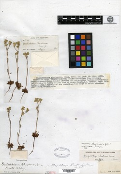 Image of Plagiobothrys shastensis