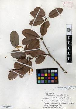 Manilkara jaimiqui subsp. wrightiana image