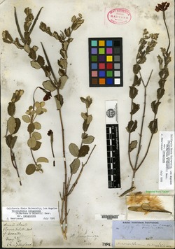 Image of Macrosiphonia berlandieri