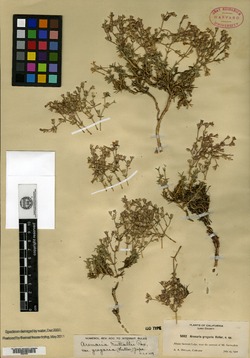 Image of Arenaria gregaria