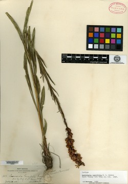 Image of Liatris lancifolia