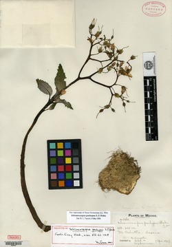 Schismocarpus pachypus image
