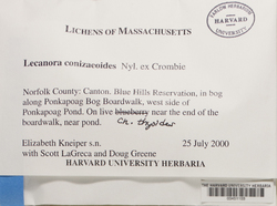 Lecanora conizaeoides image