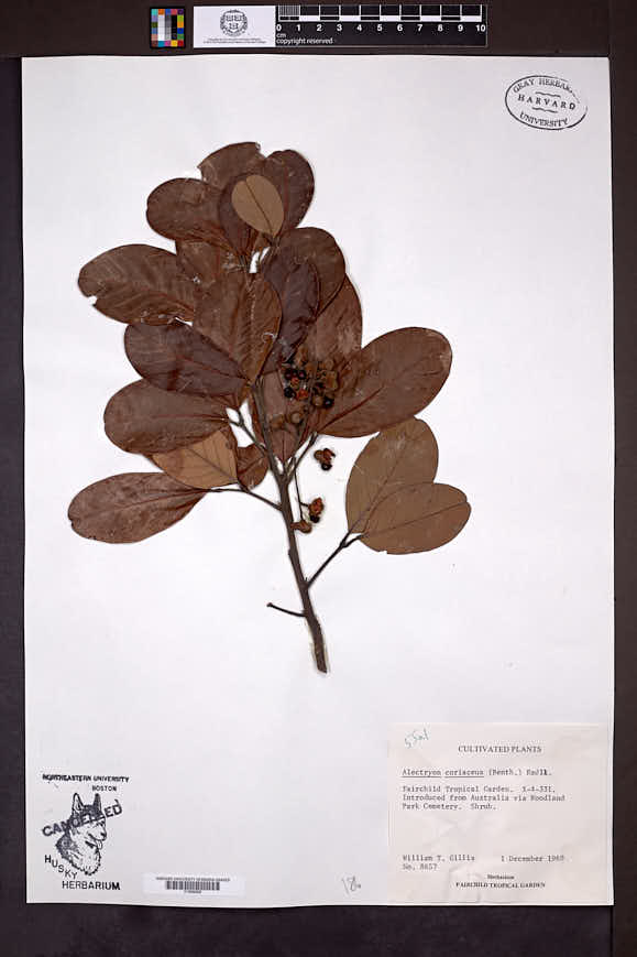 Image of Alectryon coriaceus
