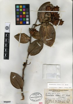 Image of Cavendishia allenii