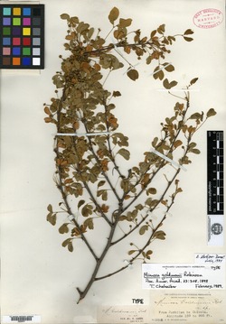 Image of Mimosa goldmanii