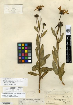 Image of Flourensia resinosa