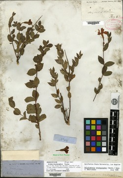 Echites brachysiphon image