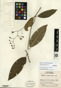 Echites puntarenensis image