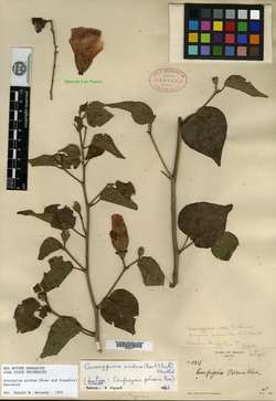 Image of Gossypium aridum