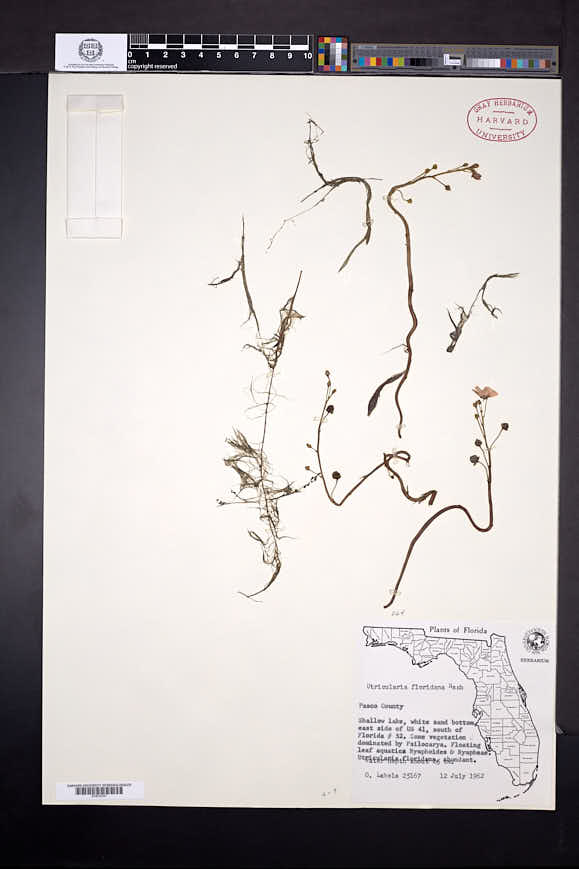 Utricularia floridana image