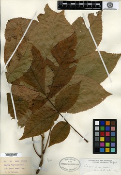 Carya cordiformis var. latifolia image
