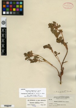 Pediomelum aromaticum image