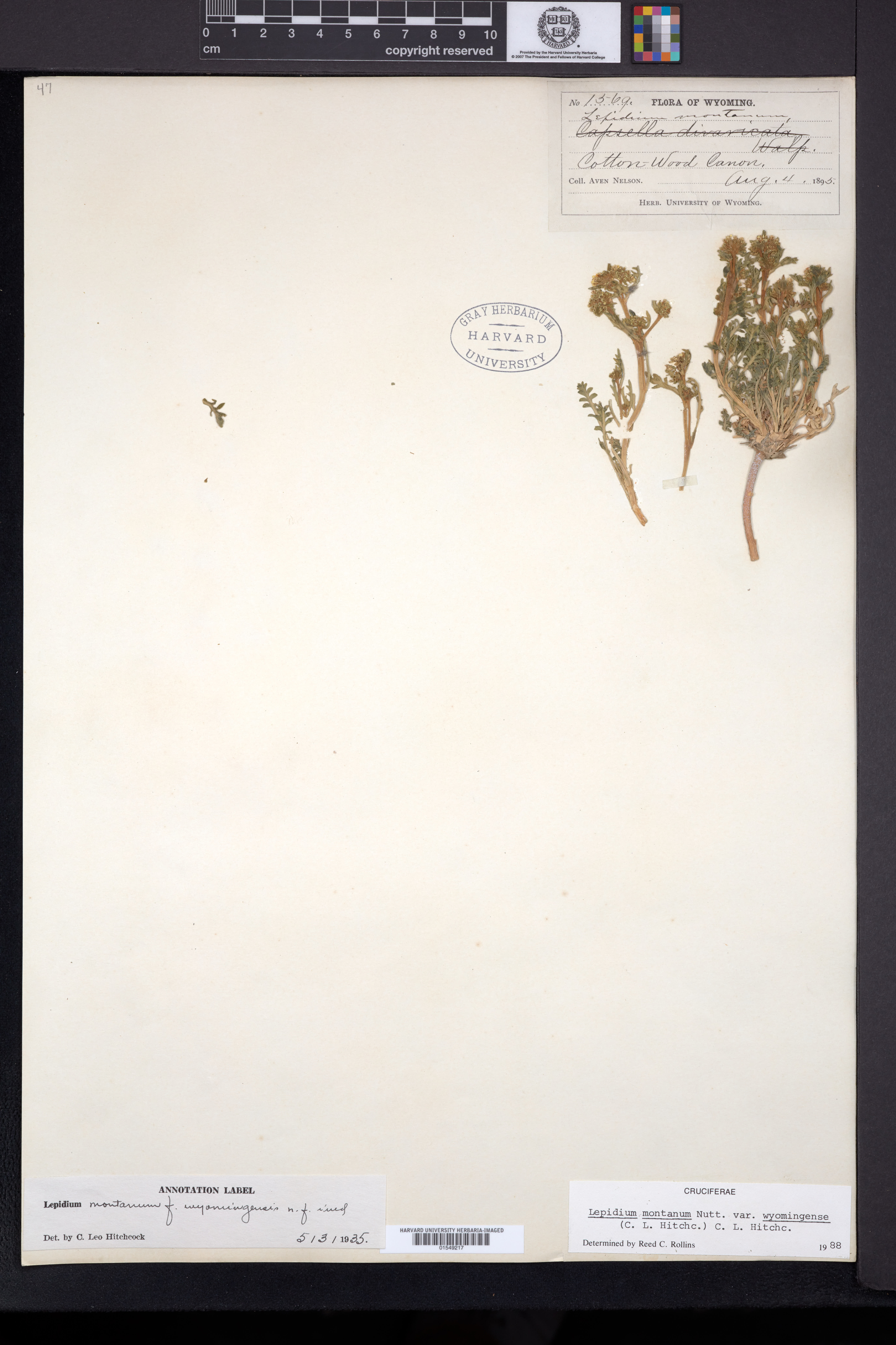 Lepidium montanum var. wyomingense image