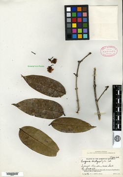 Eugenia dictyophylla image
