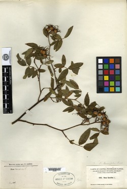 Image of Rosa lancifolia