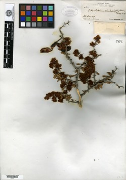 Pithecellobium elachistophyllum image