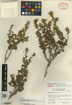 Image of Haplopappus rosaricus