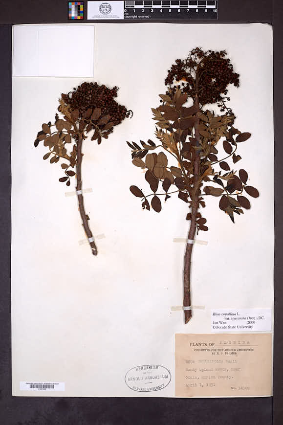 Rhus copallinum var. leucantha image