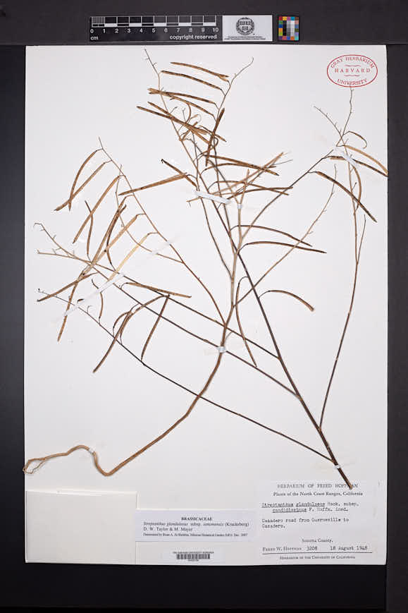 Streptanthus glandulosus subsp. sonomensis image
