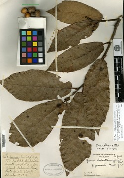Quercus chimaltenanga f. gemmata image