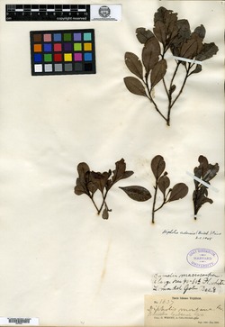 Image of Bumelia cubensis