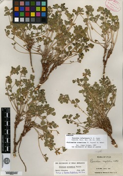 Image of Psoralea rafaelensis