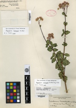 Image of Ageratina rhodopoda