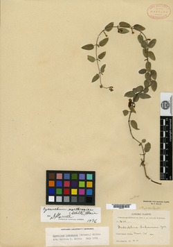 Cynanchum northropiae image