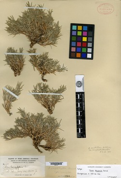 Phlox dasyphylla image