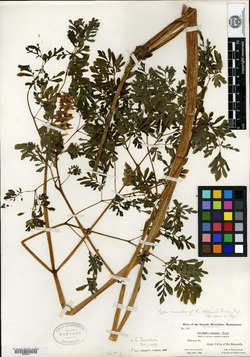 Image of Corydalis allenii