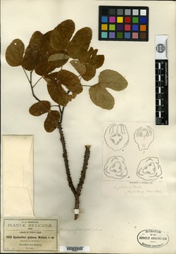 Image of Pilostyles blanchetii
