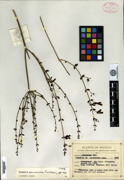Russelia sonorensis image