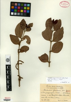 Image of Phoradendron piperoides