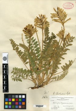 Astragalus hartmanii image