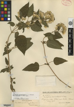 Image of Brickellia guatemalensis